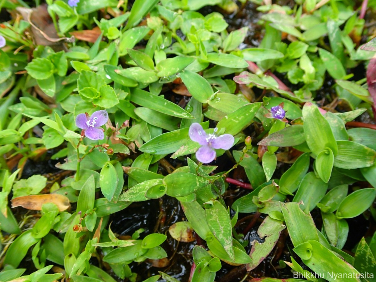 Murdannia spirata var. spirata (L.) G.Brückn.